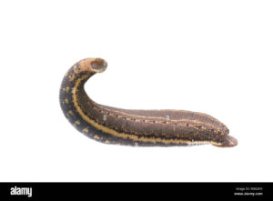 european-medicinal-leech-hirudo-medicinalis-adult-the-netherlands-junemeetyourneighboursnet-project-W802KN