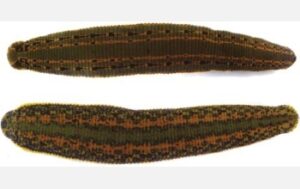 Leeches
